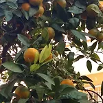 ニケア ホテル セルチュク