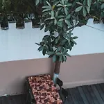 ホテル ニケア セルチュク